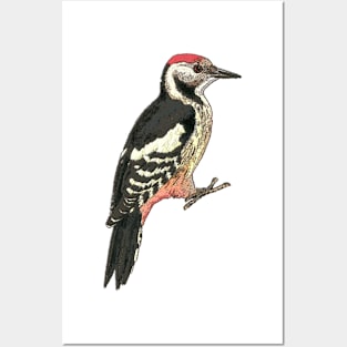 Middle spotted Woodpecker Posters and Art